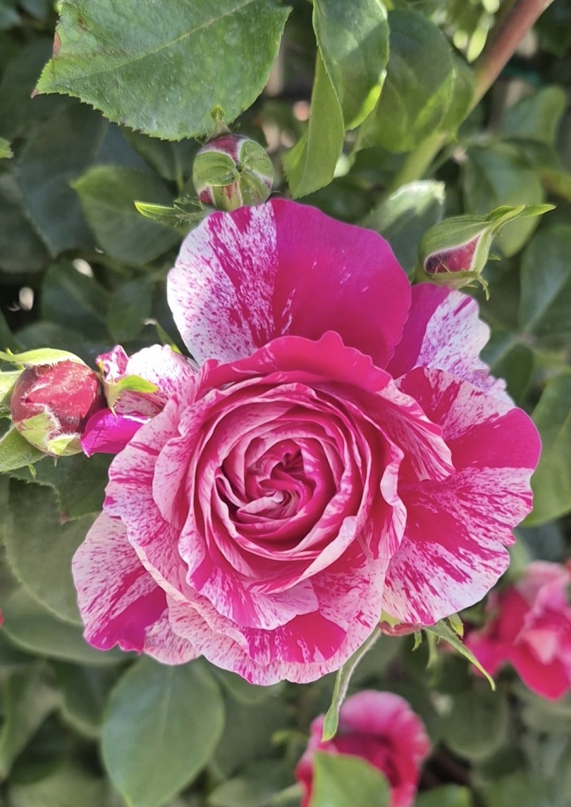 FLEURETTE